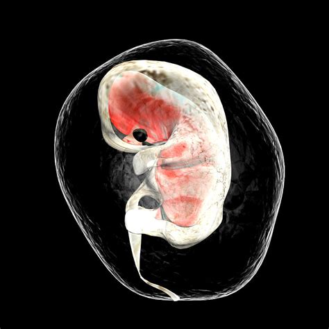 human embryo photograph  christian darkin