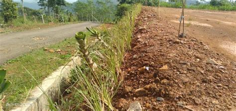 Rumput Vetiver Jadi Solusi Efektif Dan Efisien Cegah Tanah Longsor