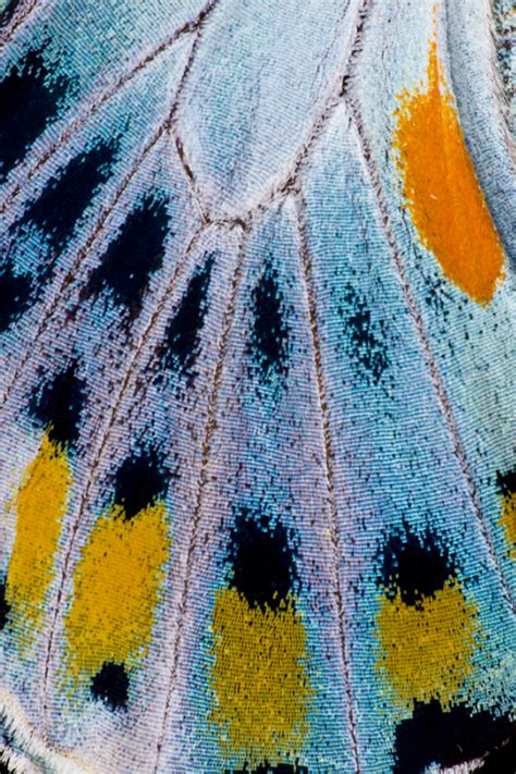 Butterfly Wing Close Up Photographed By Darrell Gulin Butterfly