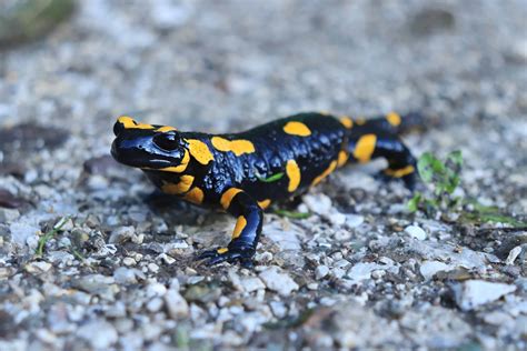 Black And Yellow Salamander What Is It Called And Is It Dangerous A