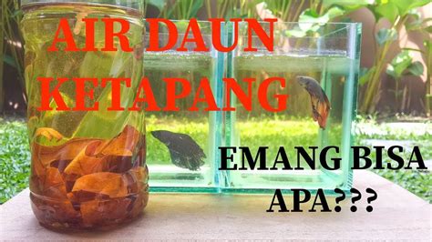 Manfaat Air Daun Ketapang Untuk Ikan Cupang Emang Bisa Apa Youtube