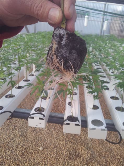 Plants Of Weed Seedlings