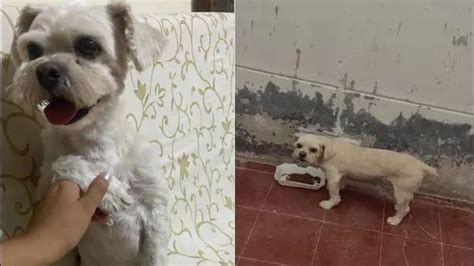 Chiclayo familia busca desde hace más de 72 horas a perrito Sparkie