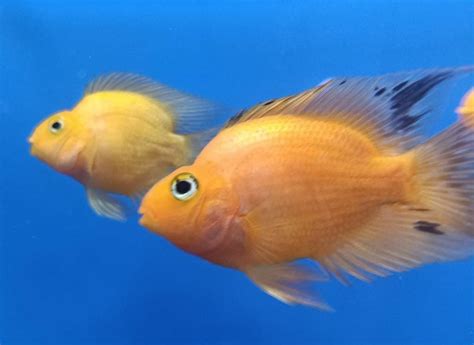 Orange Parrot - Splashy Fin Live Fish Bangalore Only Shipping