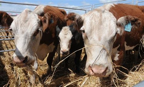 La Ganadería Ya Tiene Cita En Expoagro Agrofy News