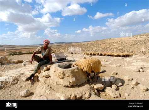 Israel Negev Desert Bedouin Shepherd With Herd Of Sheep Waters His