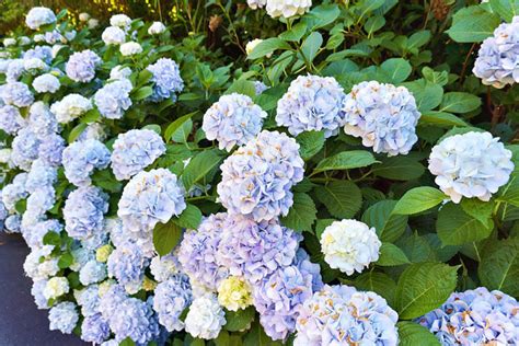 山口県の紫陽花の名所10選～梅雨の季節に訪れたい花の楽園