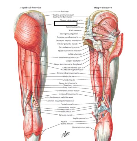 Ap I Module Muscles Of The Lower Leg Posterior Flashcards Hot Sex Picture