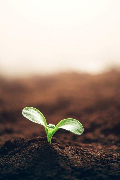 Planta Verde Que Crece En Buen Suelo Banner Con Espacio De Copia