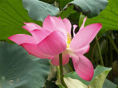 Nelumbo Nucifera Flower Pink Petals Stem Nelumbo Nucifera Pink