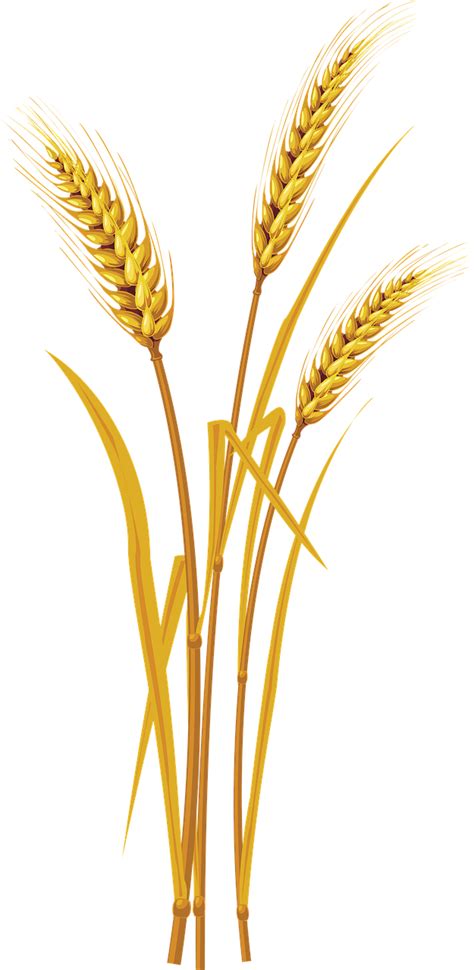 Download Wheat, Wheat Crops, Crops. Royalty-Free Stock Illustration ...