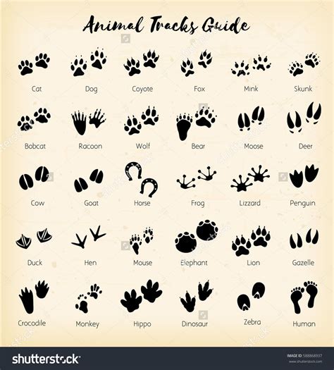 Animal Tracks Foot Print Guide Vector Dog Tattoos Animal Tracks