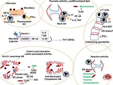 Genetic Polymorphisms In SpA Promote Signaling Downstream Of Dectin 1