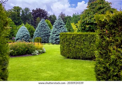 Yard Evergreens Images Stock Photos D Objects Vectors