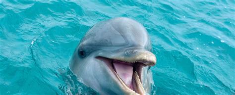 7 Top Tips About Swimming with Dolphins in Maui - pmimaui