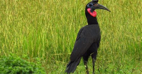 Days Birding Uganda Safari Birding Expeditions