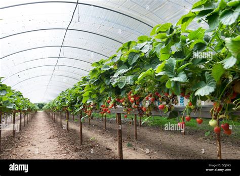 Farming Growing Harvesting Pick Picking Strawberries Strawberry Harvest