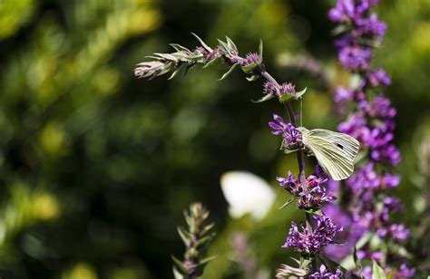 large white butterfly - Photo #92 - motosha | Free Stock Photos