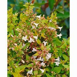 ABELIA FRANCIS MASON – Pick-Me Landscaping and Nursery