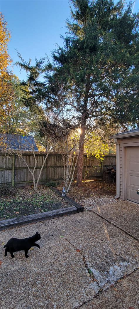 How to trim or cut for long term wellbeing : r/arborists