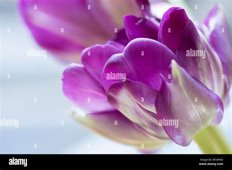 Close Up Of Ultraviolet Tulip Hi Res Stock Photography And Images Alamy