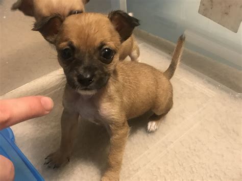 Chihuahua Puppies For Sale Shippensburg PA 319174