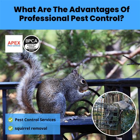 Uk Squirrel Pest Control Trusted Solutions