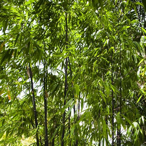 Buy Phyllostachys Nigra Black Bamboo Phyllostachys Nigra Black