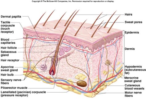 Integumentary System Flashcards Quizlet