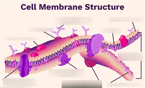 Cell Membrane Structure Diagram | Quizlet