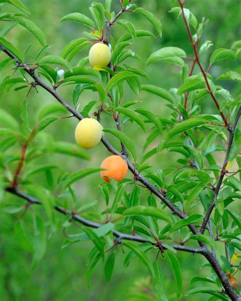 Sand Plum Is Chickasaw Plum Sand Hill Plum Mountain Cherry Prunus