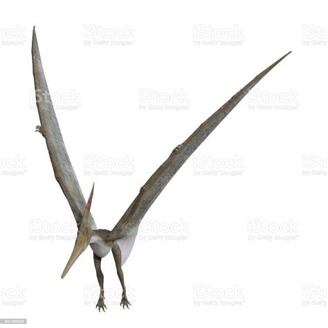 Pteranadon Dinosaur Isolated On White 3d Render Stock Photo Download