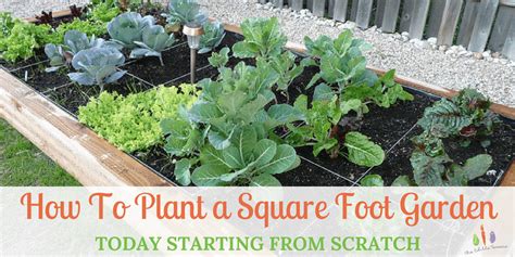 How To Plant A Square Foot Garden Today Starting From Scratch