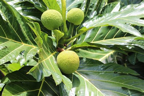 Jacquier Ou Fruit Pain Artocarpus Altilis