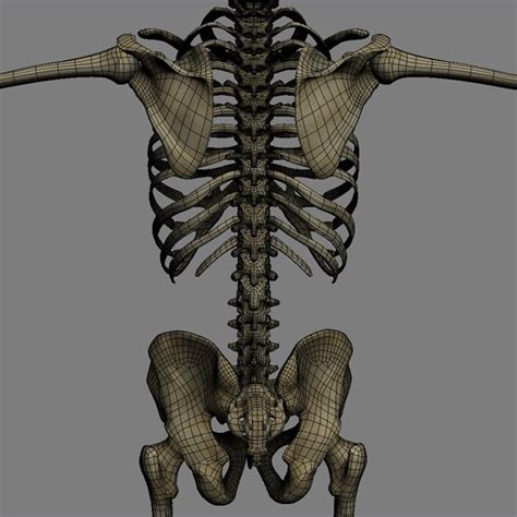 Human Skeleton Rigged Male Man 3d Model