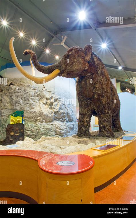 East riding museum hull mammoth hi-res stock photography and images - Alamy