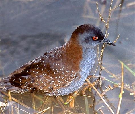 Black Rail — Sacramento Audubon Society