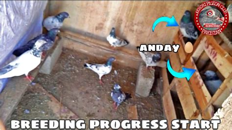 Perwazi Kabootar Bemar Ho Gay Breeding Progress Start Daily Vloging Pigeonloft