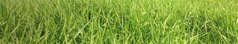 Tall Fescue Pasture Agricom