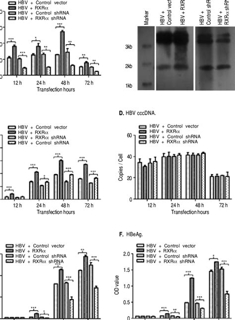 Rxr Regulates Hbv Replication And Transcription In Hepg Hepg Cells