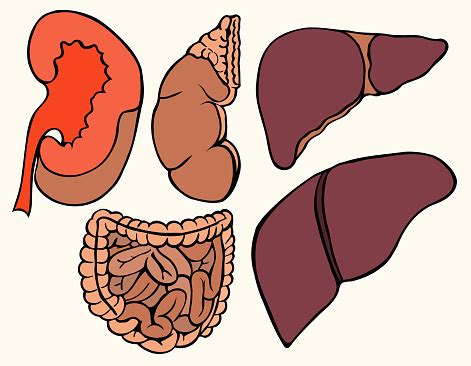 healthy viscera system part stock illustration  image