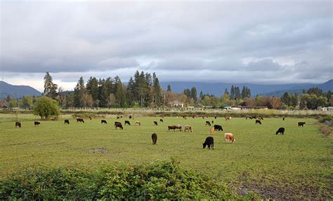 How Cattle Grazing Affects Pasture Productivity