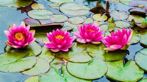 Pink Lotus Flowers Green Leaves On Water Hd Flowers Wallpapers Hd