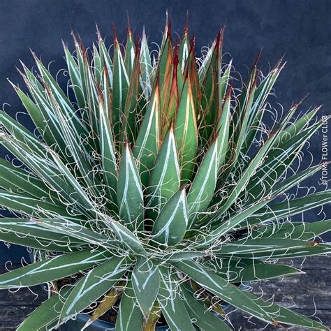 Agave Filifera 35cm Winterhart Kaufen Auf Ricardo