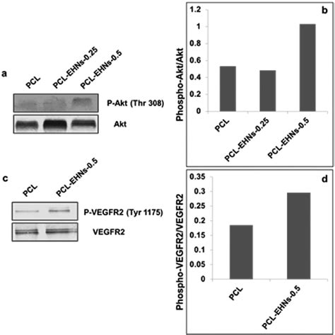 Western Blot Analysis Of Phosphorylation Of A Akt Thr 308 Residue