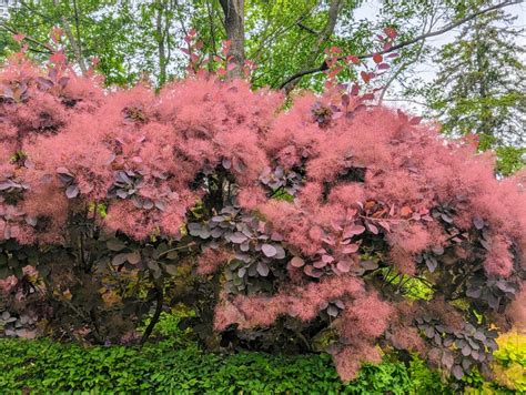 The Smoke Bushes at Cantitoe Corners - The Martha Stewart Blog