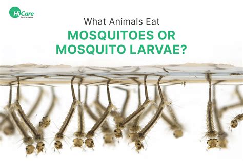 Mosquito Predators Know About What Animals Eat Mosquitoes