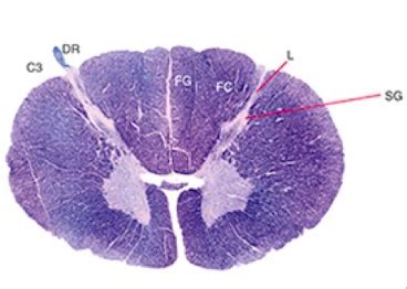 Brainstem And Spinal Cord Neuroanatomy Flashcards Quizlet