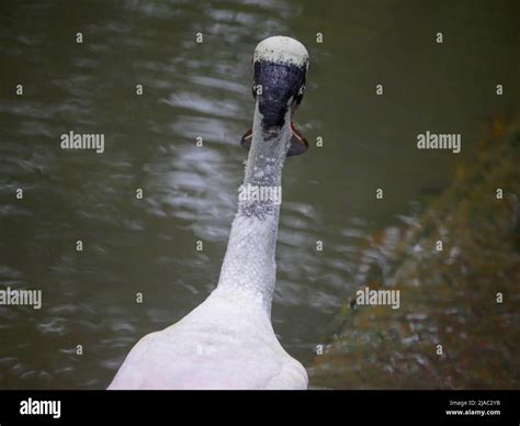 Roseate Spoonbill Platalea Ajaja Is A Gregarious Wading Bird Of The