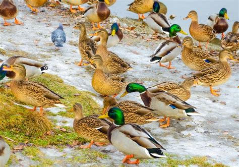 Una Bandada De Patos Est Parada En La Nieve Foto Premium